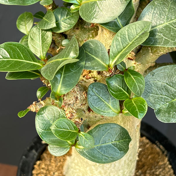 アデニウム ：スペシャルセレクト　4号25-05