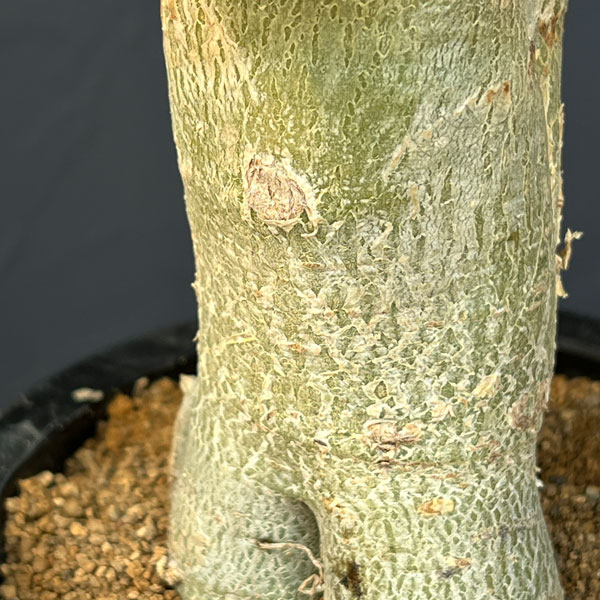 アデニウム ：スペシャルセレクト　4号25-05