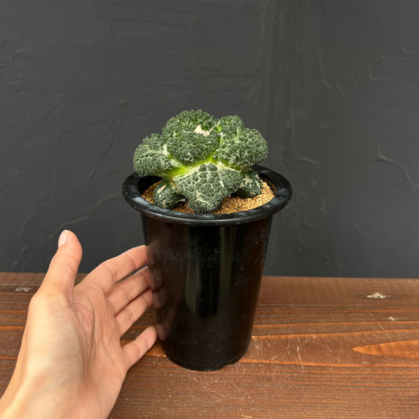 アリオカルプス：亀甲牡丹 ゴジラ（竜神接ぎ降し） 4号鉢植え の通販