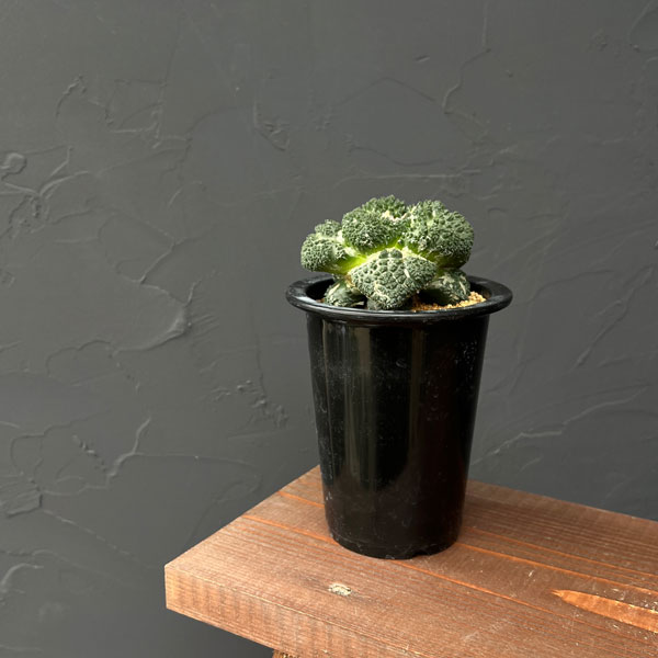 値下げ日 大株 アリオカルプス 亀甲牡丹 ゴジラ 鉢付き発送 値下げ日