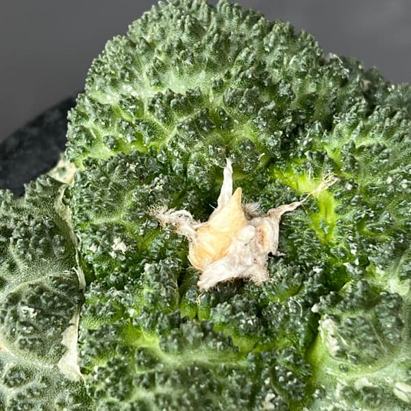 アリオカルプス：亀甲牡丹 ゴジラ（竜神接ぎ降し） 4号鉢植え の通販