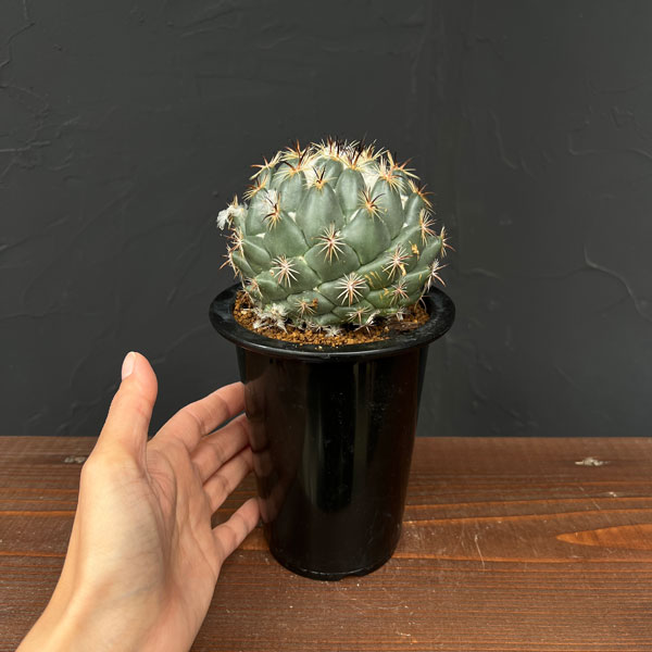 サボテン:コリファンタ 獅子奮迅 4号鉢植え