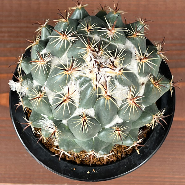 サボテン:コリファンタ 獅子奮迅 4号鉢植え