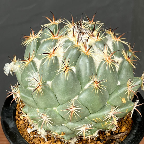 サボテン:コリファンタ 獅子奮迅 4号鉢植え