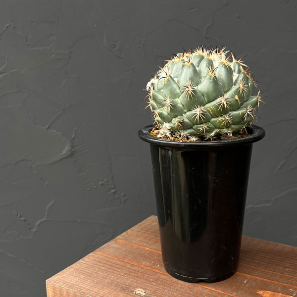 サボテン:コリファンタ 獅子奮迅 4号鉢植え