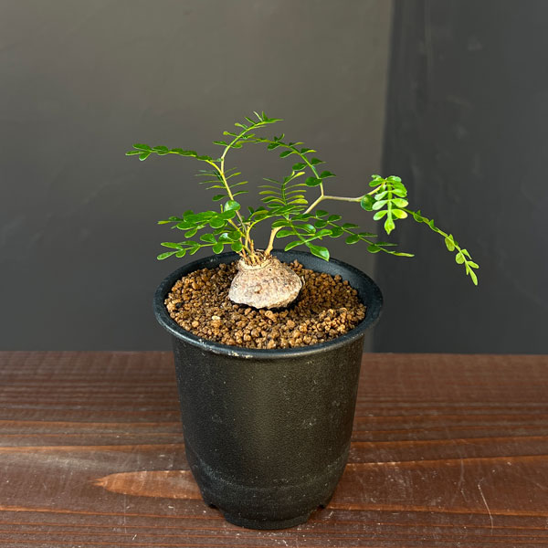 オペルクリカリア：パキプス（根挿し） 3号鉢植え