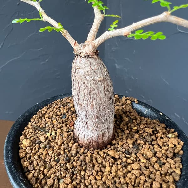 園芸ネット本店｜オペルクリカリア：パキプス（根挿し） 3号鉢植え の