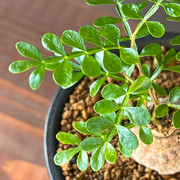 オペルクリカリア：パキプス（根挿し） 3号鉢植え