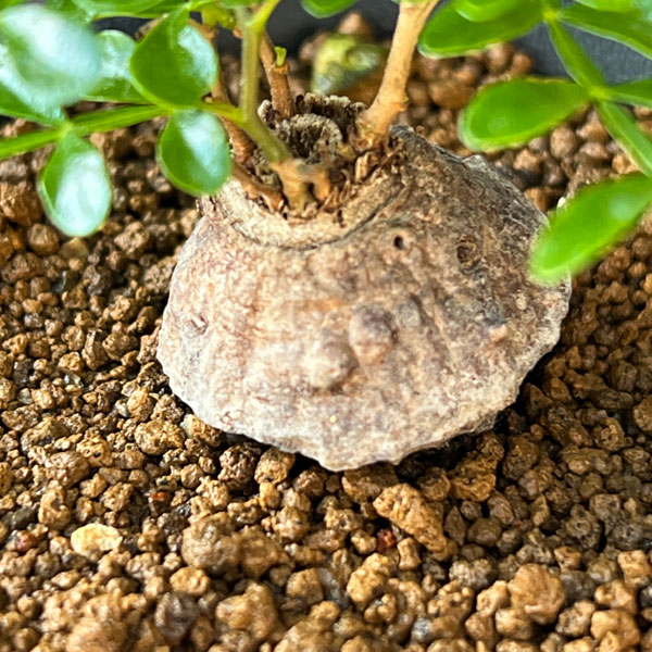 オペルクリカリア：パキプス（根挿し） 3号鉢植え