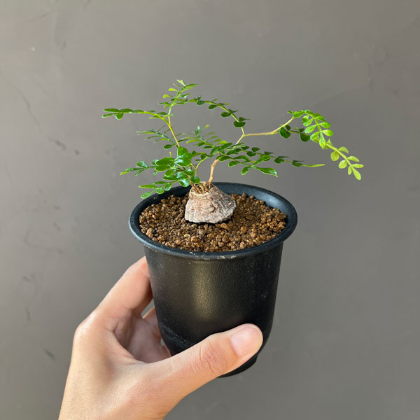 オペルクリカリア：パキプス（根挿し） 3号鉢植え