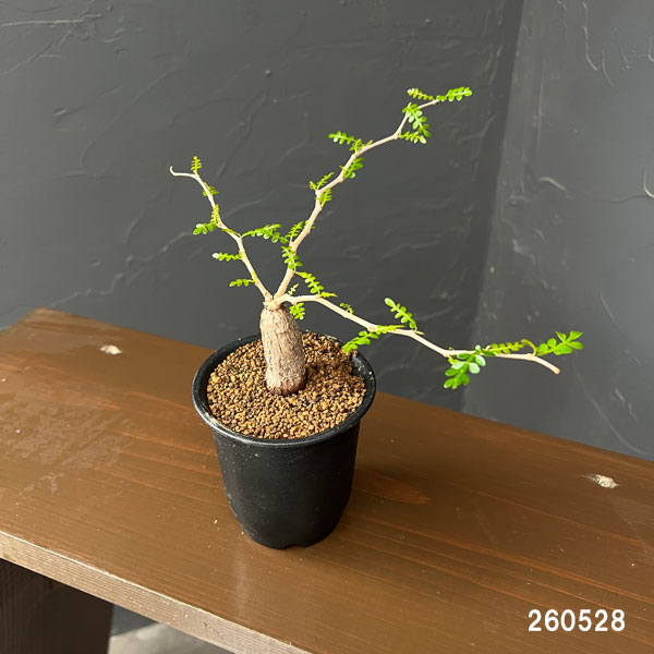 園芸ネット本店｜オペルクリカリア：パキプス（根挿し） 3号鉢植え の