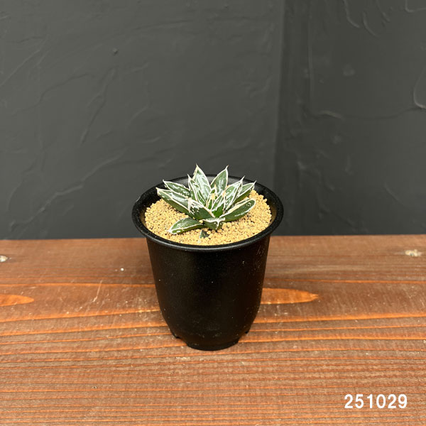 アガベ:姫笹の雪 2.5号鉢植え*