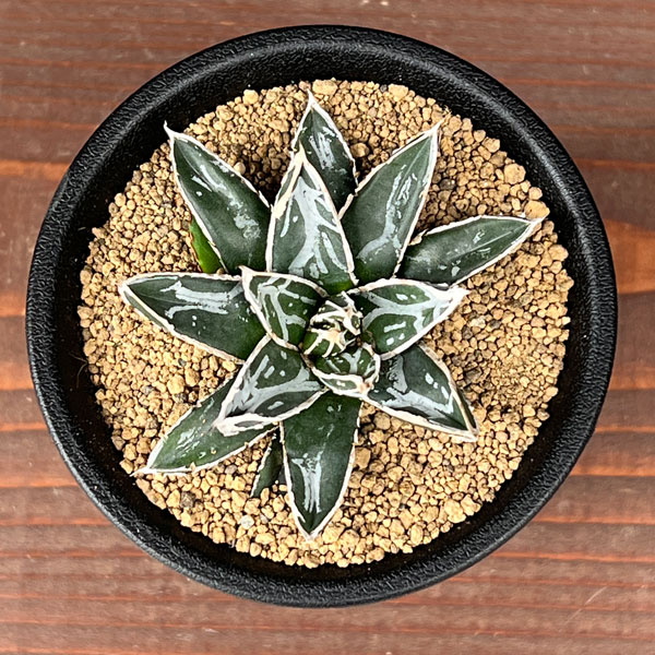 アガベ:姫笹の雪 2.5号鉢植え*