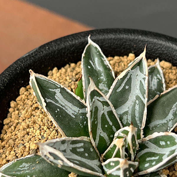 アガベ:姫笹の雪 2.5号鉢植え*