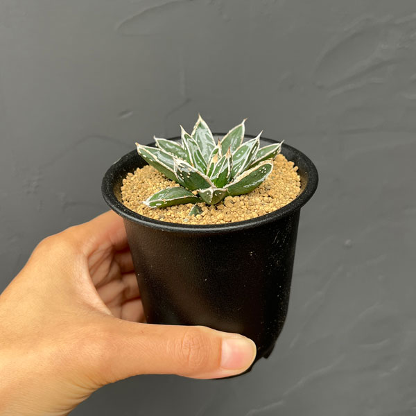 アガベ:姫笹の雪 2.5号鉢植え*