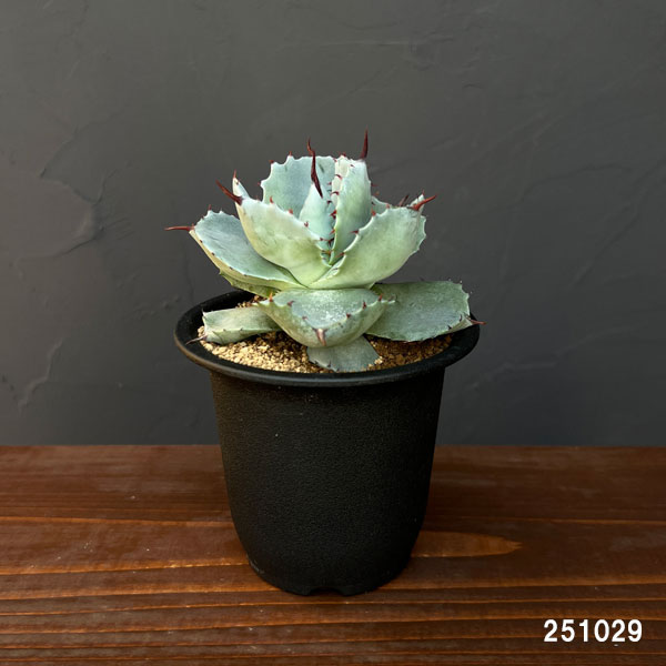 アガベ:ポタトラム ダルマ 2.5号鉢植え