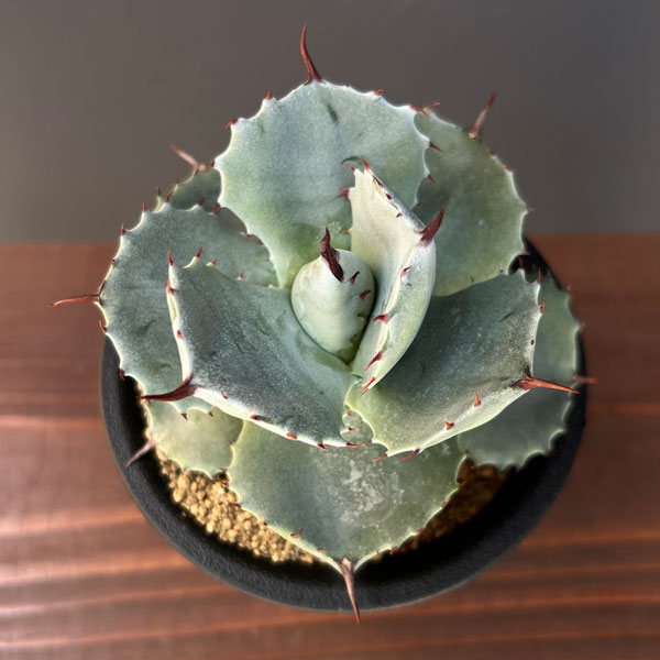 アガベ:ポタトラム ダルマ 2.5号鉢植え