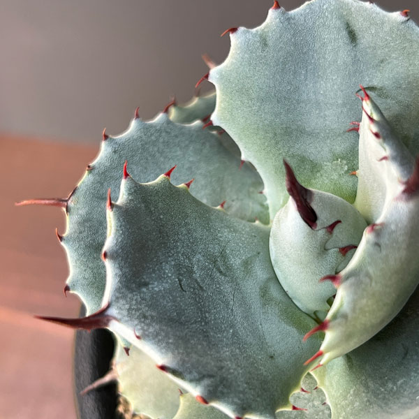 アガベ:ポタトラム ダルマ 2.5号鉢植え