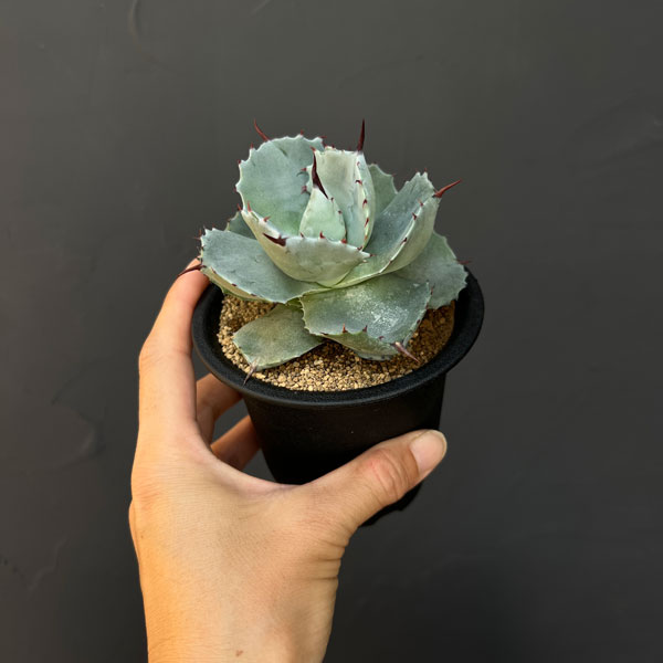 アガベ:ポタトラム ダルマ 2.5号鉢植え