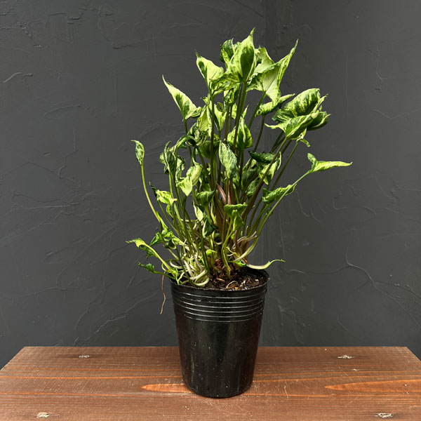 シンゴニウム:シュリンクハートレアリィ 3.5号ポット25-02