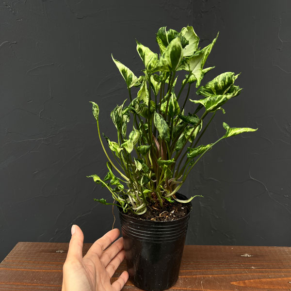 シンゴニウム:シュリンクハートレアリィ 3.5号ポット25-02