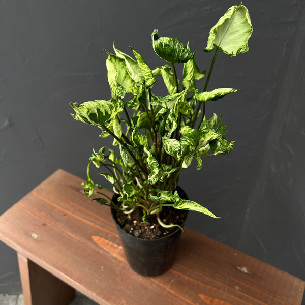 シンゴニウム:シュリンクハートレアリィ 3.5号ポット25-02