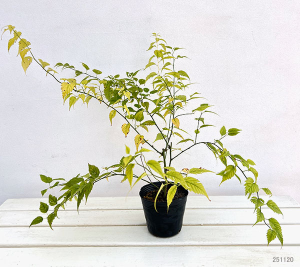 ヤマブキ(山吹）：吹雪錦4号ポット