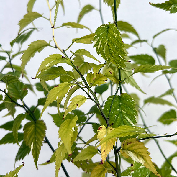 ヤマブキ(山吹）：吹雪錦4号ポット