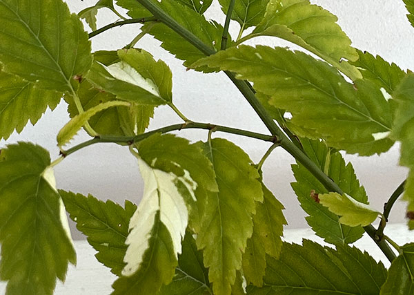 ヤマブキ(山吹）：吹雪錦4号ポット