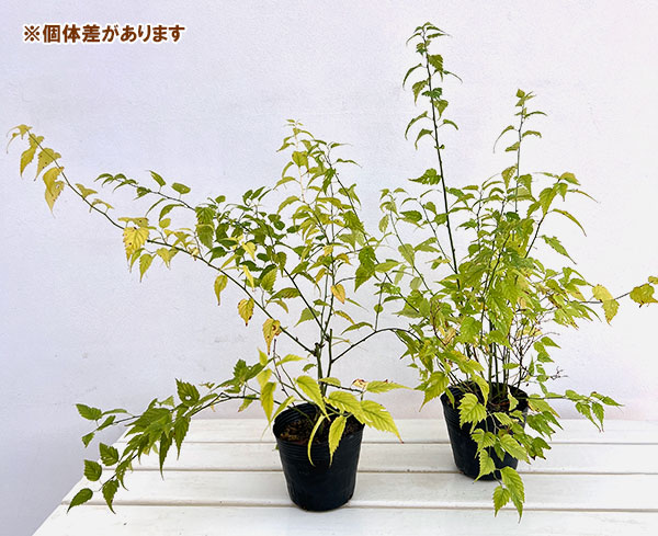 ヤマブキ(山吹）：吹雪錦4号ポット