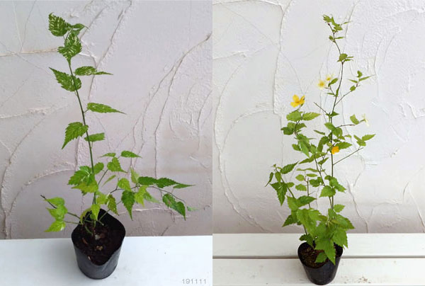 ヤマブキ(山吹）：吹雪錦4号ポット