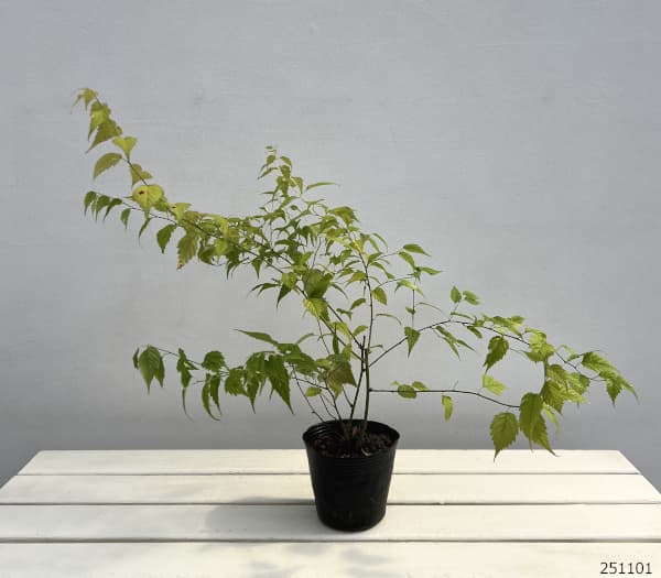 ヤマブキ(山吹):吹雪錦4号ポット