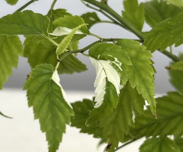 ヤマブキ(山吹):吹雪錦4号ポット