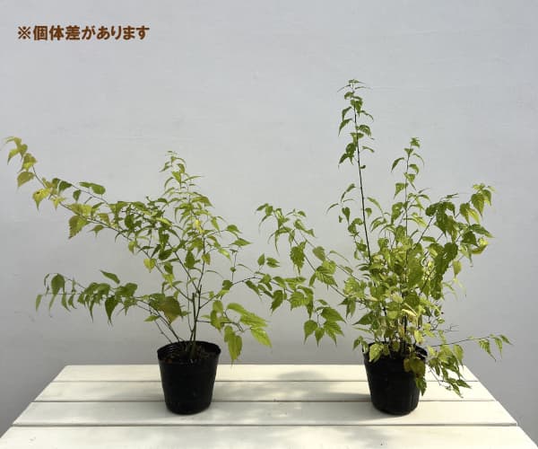 ヤマブキ(山吹):吹雪錦4号ポット