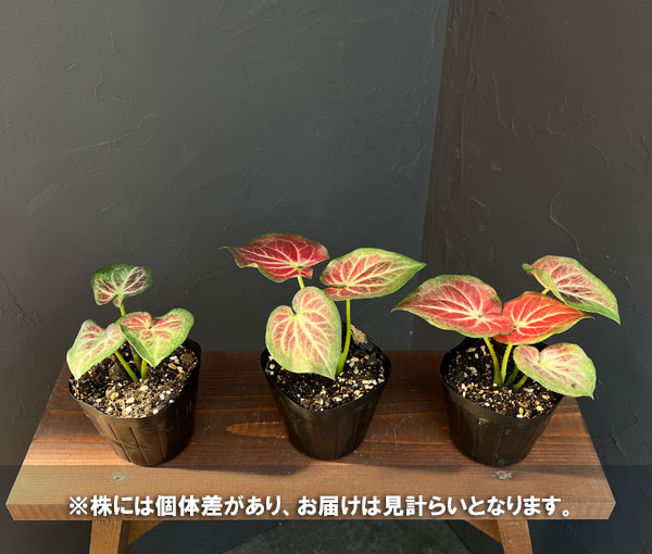 カラジウム:ワギュウ3.5号ポット