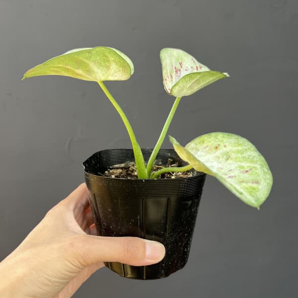 カラジウム：マウントレダン3.5号ポット