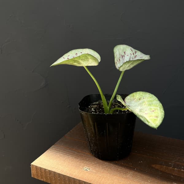 カラジウム：マウントレダン3.5号ポット