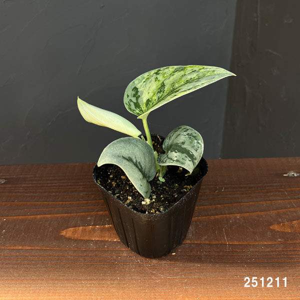 スキンダプサス：エキゾチカホログラム　トリカラーセレクト　3号ポット