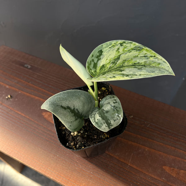 スキンダプサス：エキゾチカホログラム　トリカラーセレクト　3号ポット