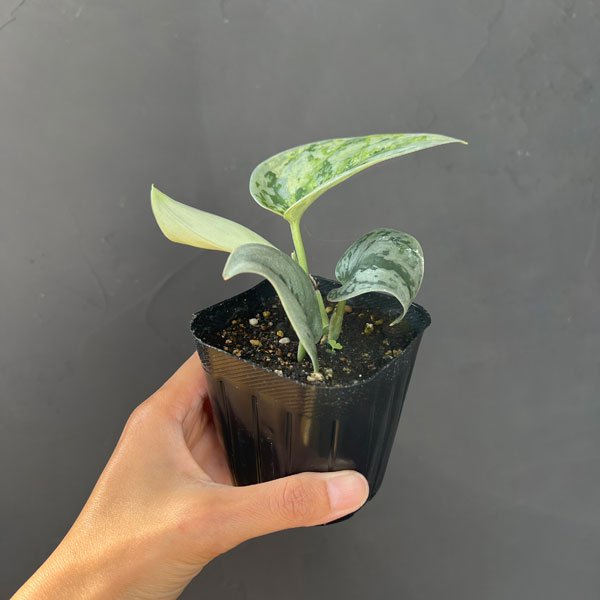 スキンダプサス：エキゾチカホログラム　トリカラーセレクト　3号ポット