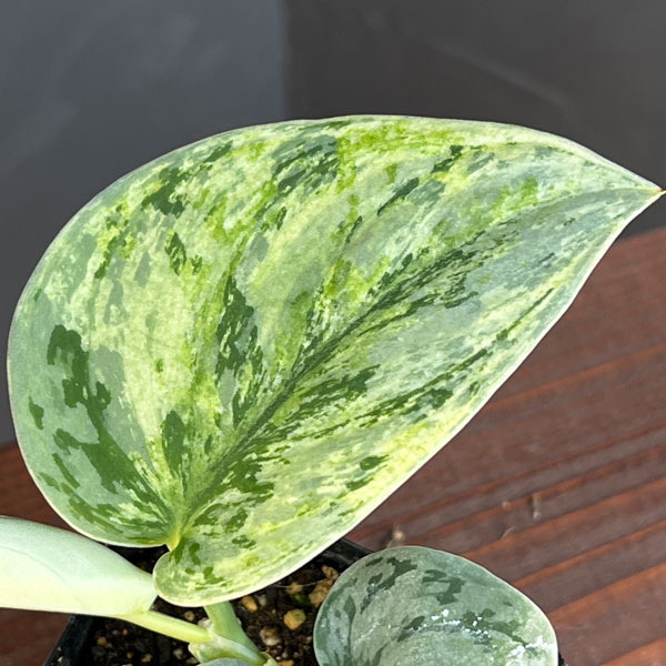 スキンダプサス：エキゾチカホログラム　トリカラーセレクト　3号ポット