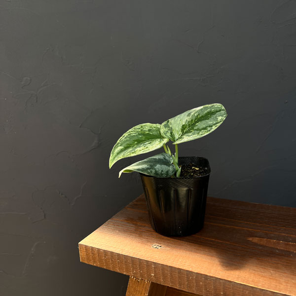 スキンダプサス：エキゾチカホログラム　トリカラーセレクト　3号ポット