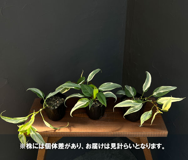 フィロデンドロン:オキシカルジウム リオ 3.5号ポット