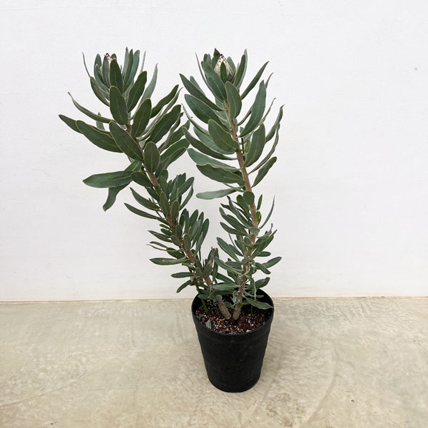 プロテア：ニオベ　7号鉢植え