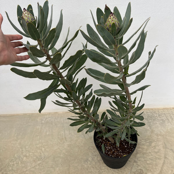 プロテア：ニオベ　7号鉢植え