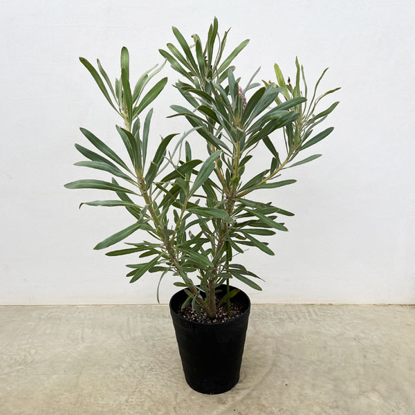 プロテア：ジュリエット7号鉢植え*
