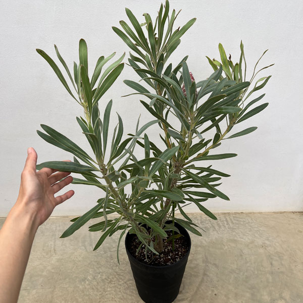 プロテア：ジュリエット7号鉢植え*