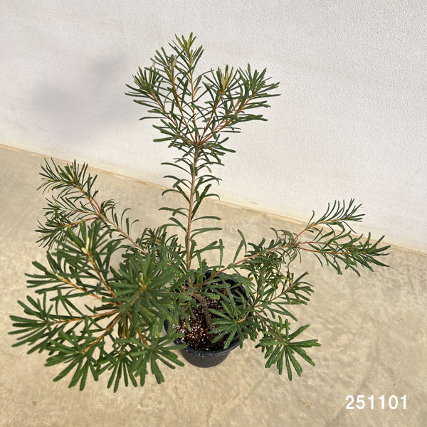 バンクシア:ヘアピンバンクシア(S)6号ポット