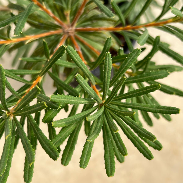 バンクシア:ヘアピンバンクシア(S)6号ポット