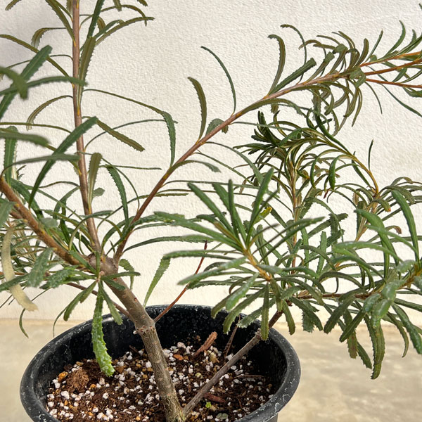 バンクシア:ヘアピンバンクシア(S)6号ポット